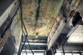 Why You Should Choose Our Mold Remediation Services in Mcrae Helena, GA